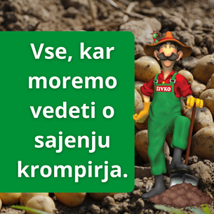 vSE, KAR MOREMO VEDETI O SAJENJJU KROMPIRJA